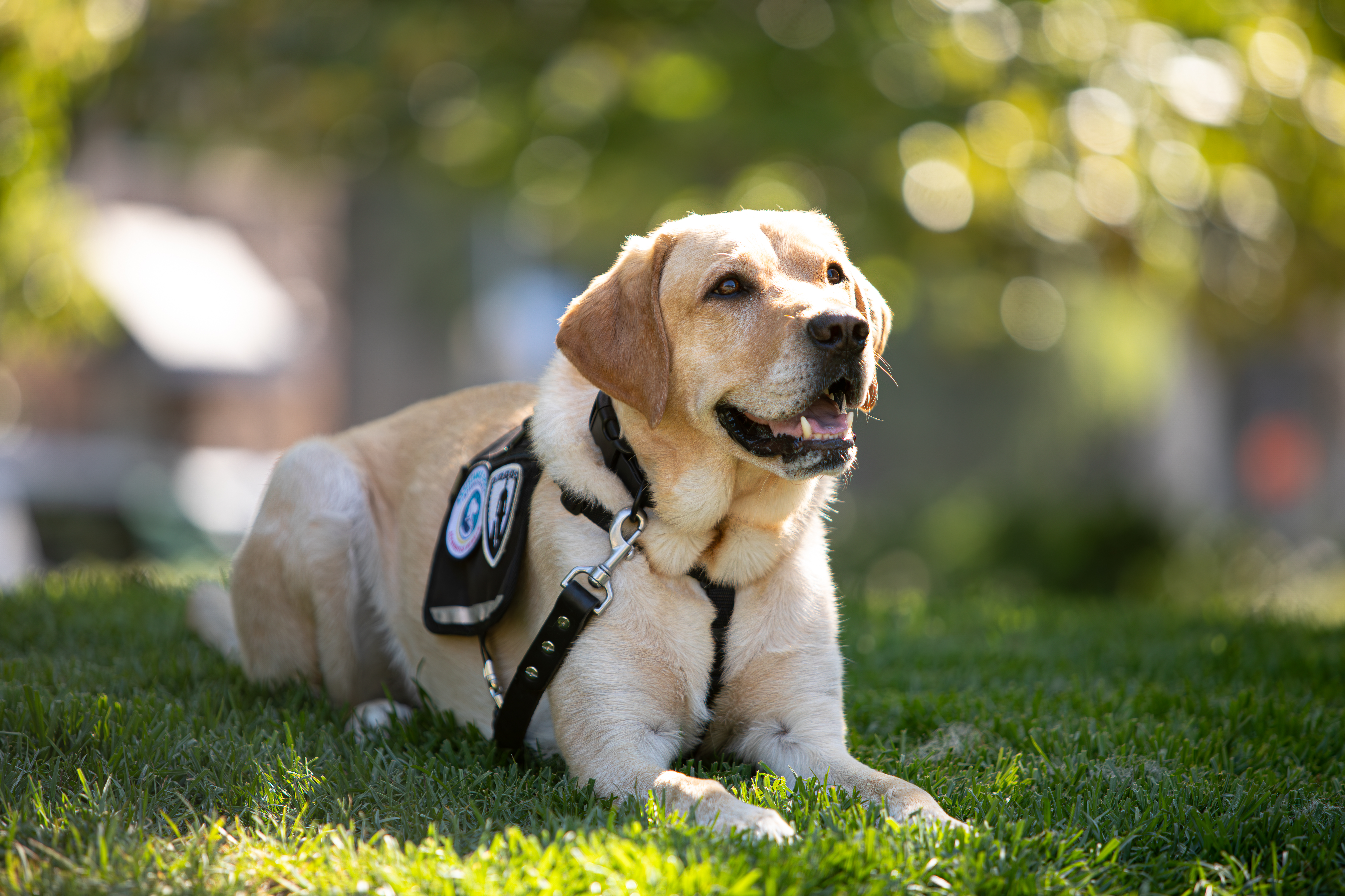 Child Advocate Companion Canine | San Diego Police Foundation