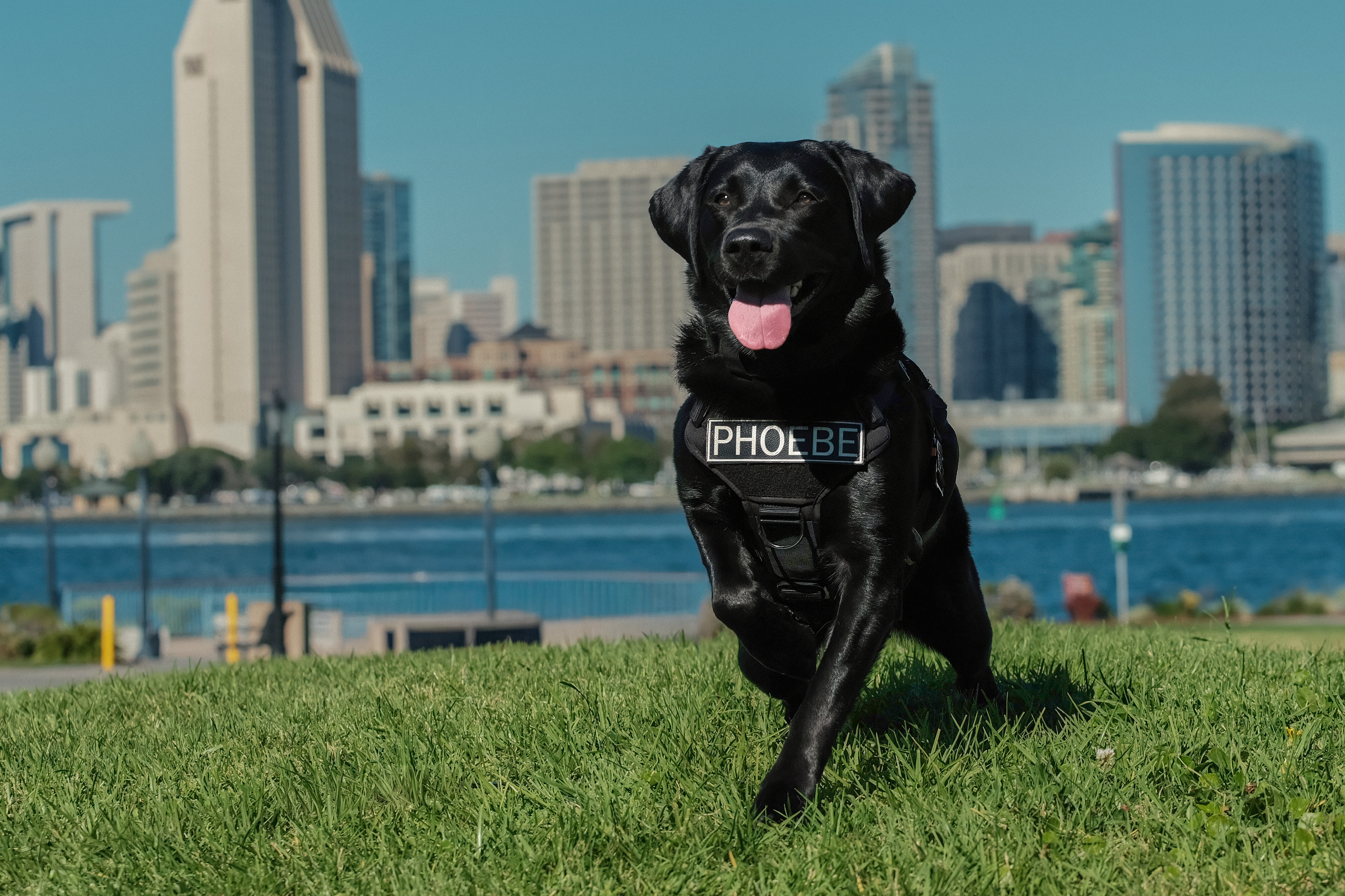 Electronic Storage Detection Canine | San Diego Police Foundation